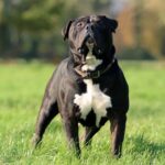 Leading the Pack America’s Top American Bully Breeders Revealed
